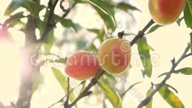 成熟的甜桃果实，生长在桃树枝上，果园里阳光灿烂。